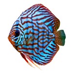 Discus Discus